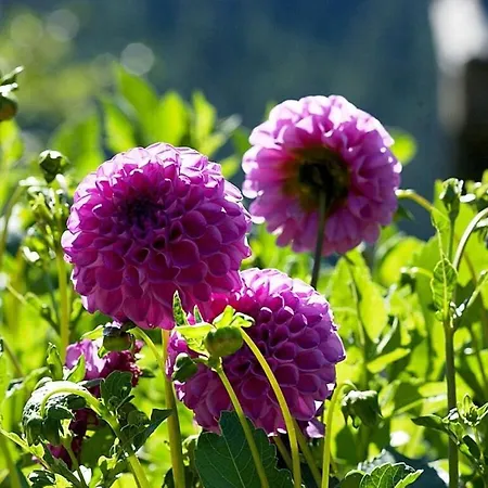 Rinkenbachhof Modern Retreat 펜션